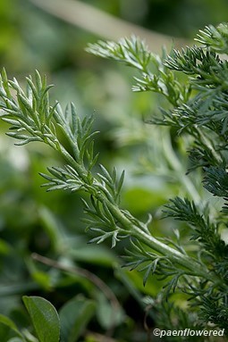 Leaves